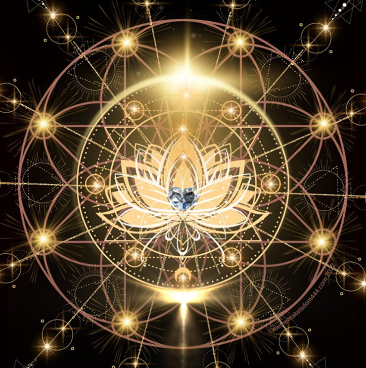 2025 Lotus Live Library